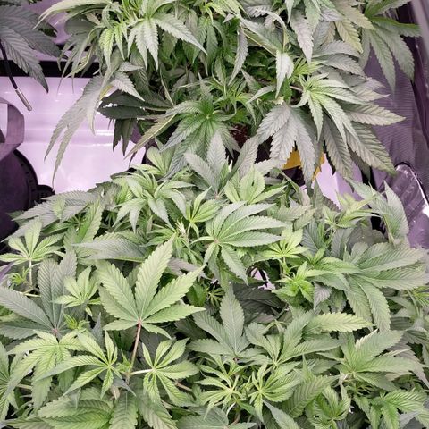 Trichome Orchards growlog photo: After defol
