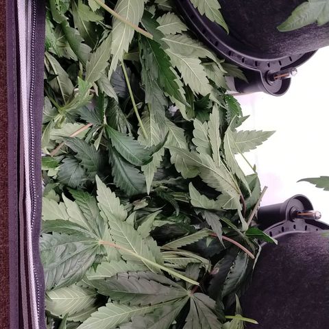 Trichome Orchards growlog photo: After defol