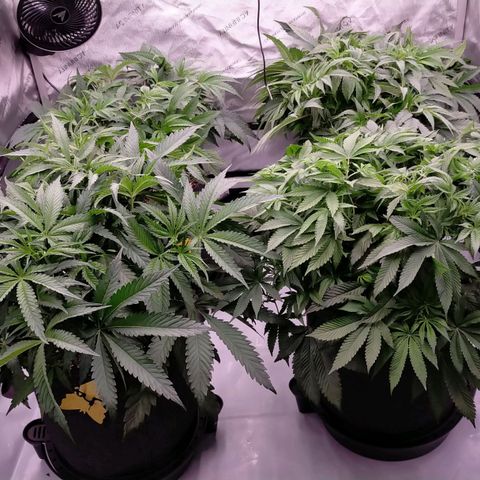 Trichome Orchards growlog photo: After defol