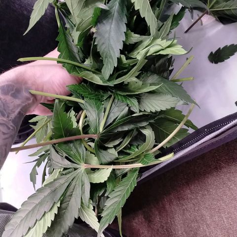Trichome Orchards growlog photo: After defol