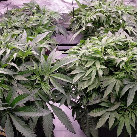 Trichome Orchards growlog photo: After defol