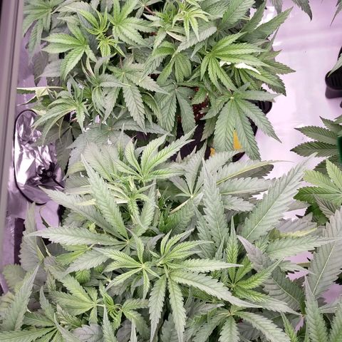 Trichome Orchards growlog photo: After defol
