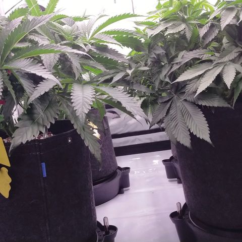 Trichome Orchards growlog photo: After defol