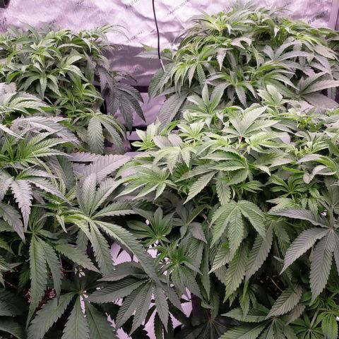 Trichome Orchards growlog timeline photo