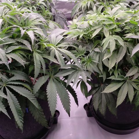 Trichome Orchards growlog timeline photo