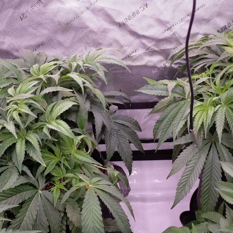 Trichome Orchards growlog timeline photo