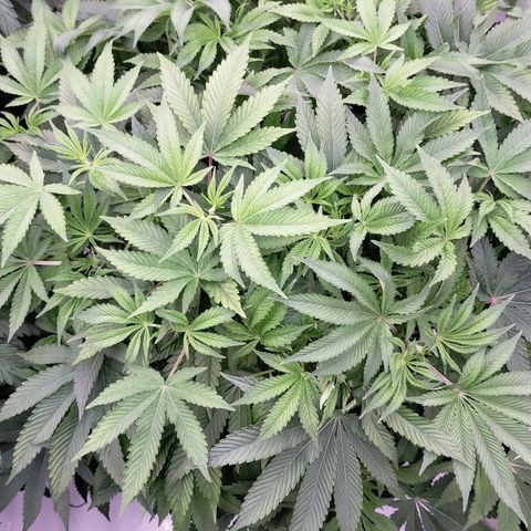 Trichome Orchards growlog timeline photo
