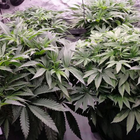 Trichome Orchards growlog timeline photo