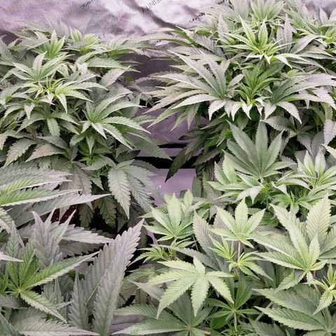 Trichome Orchards growlog timeline photo