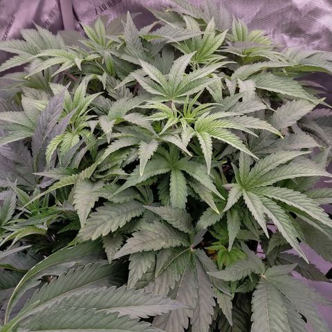 Trichome Orchards growlog timeline photo