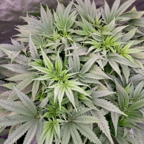 Trichome Orchards growlog timeline photo