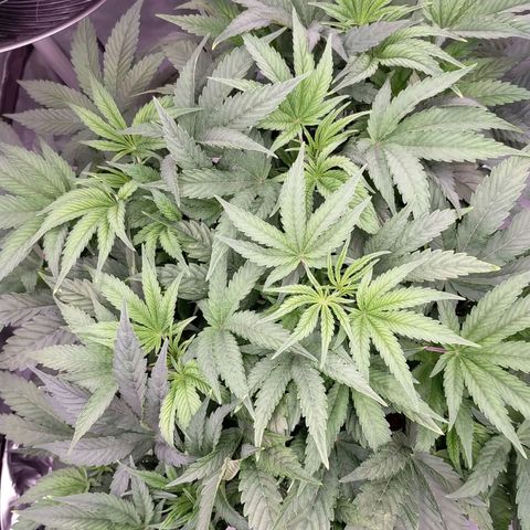 Trichome Orchards growlog timeline photo