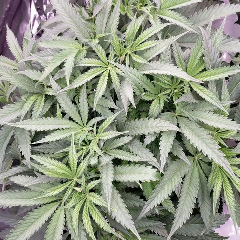 Trichome Orchards growlog timeline photo