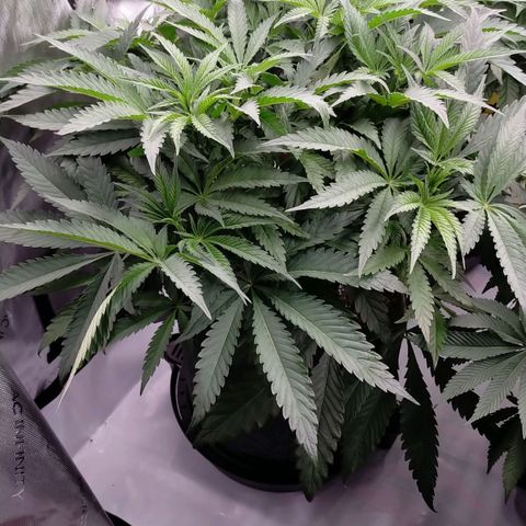 Trichome Orchards growlog timeline photo