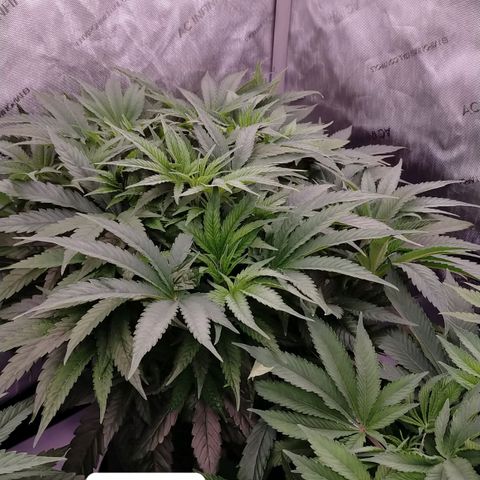 Trichome Orchards growlog timeline photo