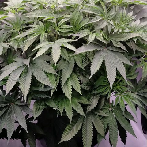Trichome Orchards growlog timeline photo