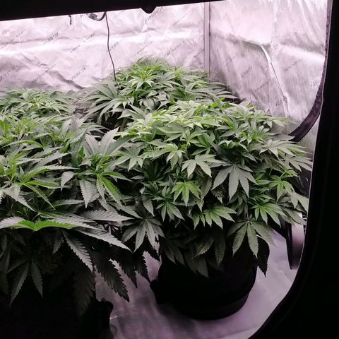 Trichome Orchards growlog timeline photo
