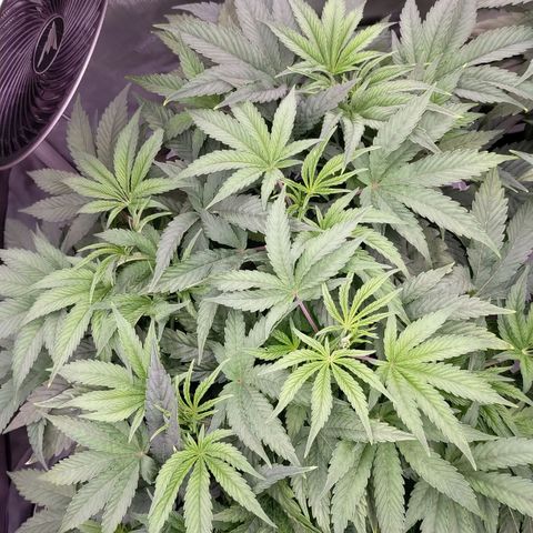 Trichome Orchards growlog timeline photo