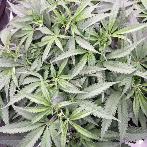 Trichome Orchards growlog timeline photo
