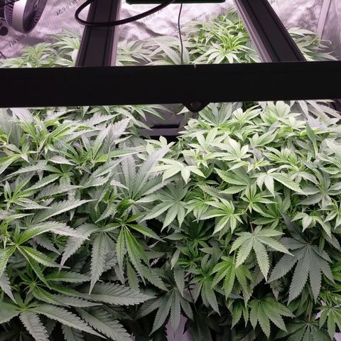 Trichome Orchards growlog timeline photo