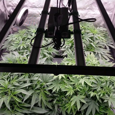 Trichome Orchards growlog timeline photo