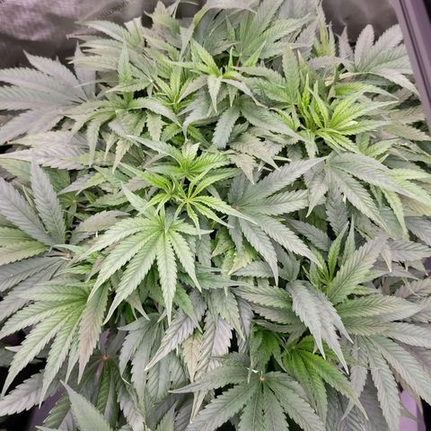 Trichome Orchards growlog timeline photo