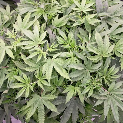 Trichome Orchards growlog timeline photo