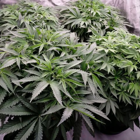 Trichome Orchards growlog timeline photo