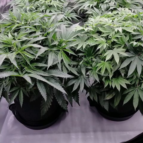 Trichome Orchards growlog timeline photo
