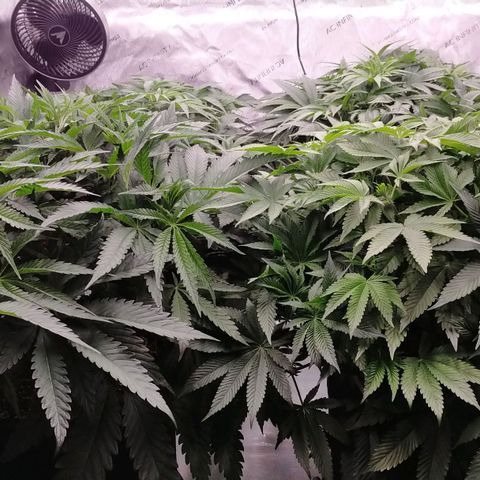 Trichome Orchards growlog timeline photo