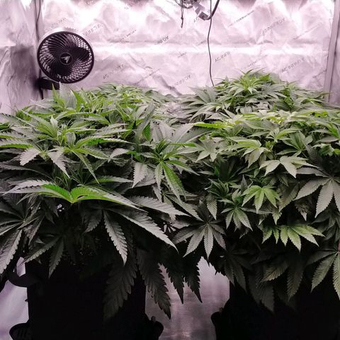 Trichome Orchards growlog timeline photo