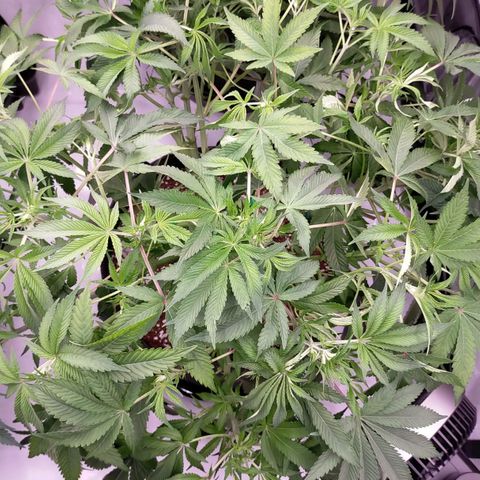 Trichome Orchards growlog timeline photo