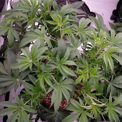 Trichome Orchards growlog timeline photo