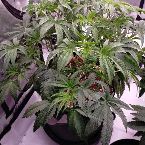 Trichome Orchards growlog timeline photo