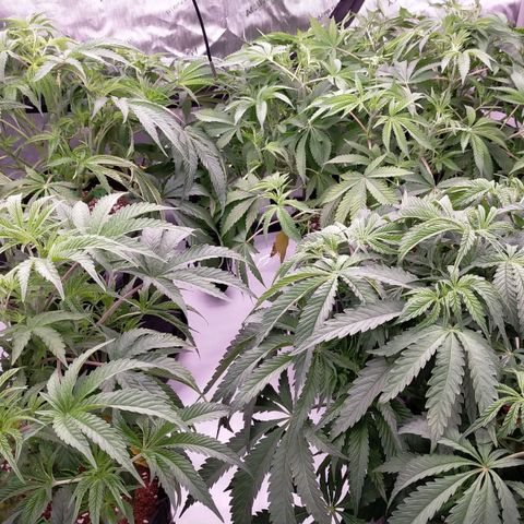 Trichome Orchards growlog timeline photo