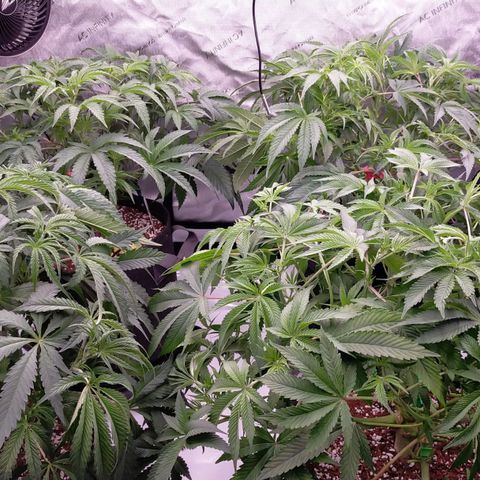 Trichome Orchards growlog timeline photo