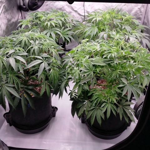 Trichome Orchards growlog timeline photo