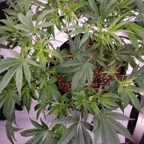 Trichome Orchards growlog timeline photo