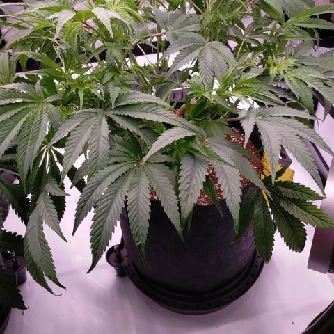 Trichome Orchards growlog timeline photo