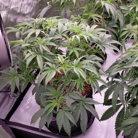 Trichome Orchards growlog timeline photo