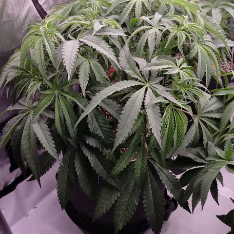 Trichome Orchards growlog timeline photo
