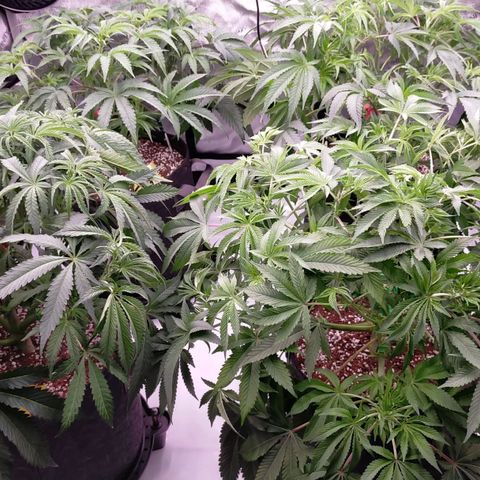 Trichome Orchards growlog timeline photo