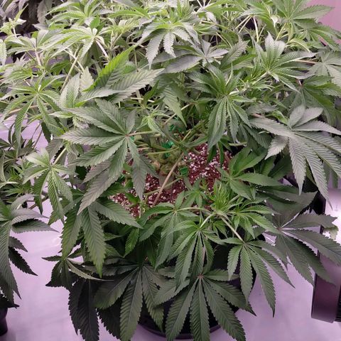Trichome Orchards growlog timeline photo