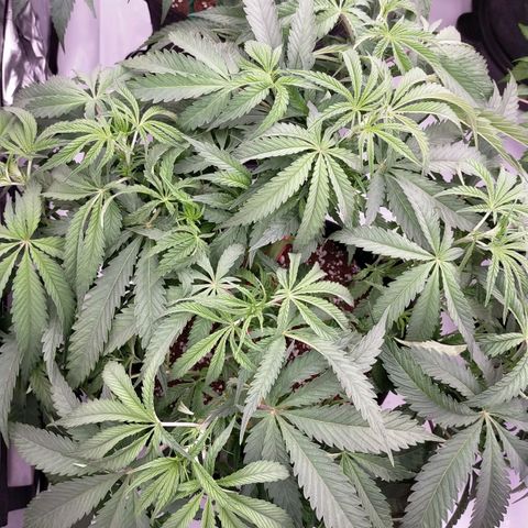 Trichome Orchards growlog timeline photo