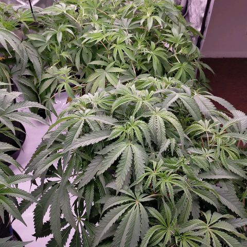 Trichome Orchards growlog timeline photo