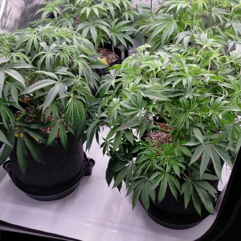 Trichome Orchards growlog timeline photo