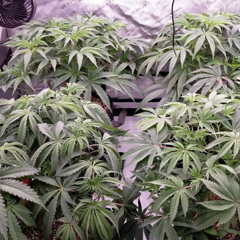 Trichome Orchards growlog photo: 24hours since lollipop 