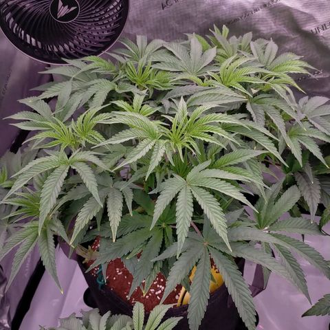 Trichome Orchards growlog photo: 24hours since lollipop 