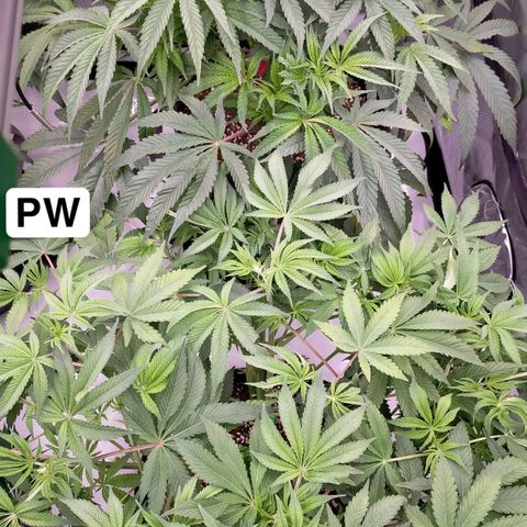 Trichome Orchards growlog photo: 24hours since lollipop 