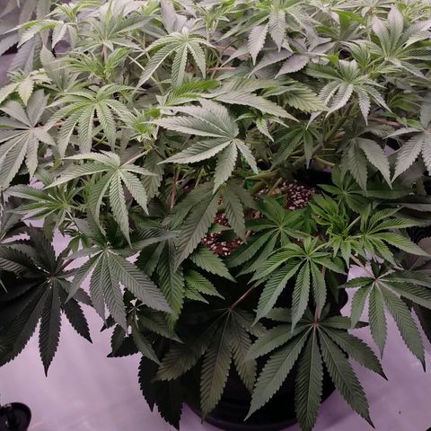 Trichome Orchards growlog photo: 24hours since lollipop 